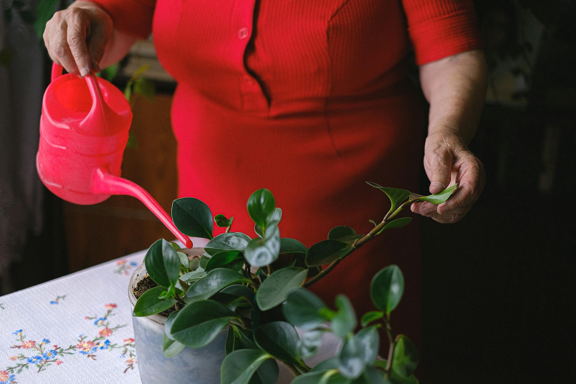 Growing Your Own Green: A Novice’s Guide to Harvesting Cannabis at Home